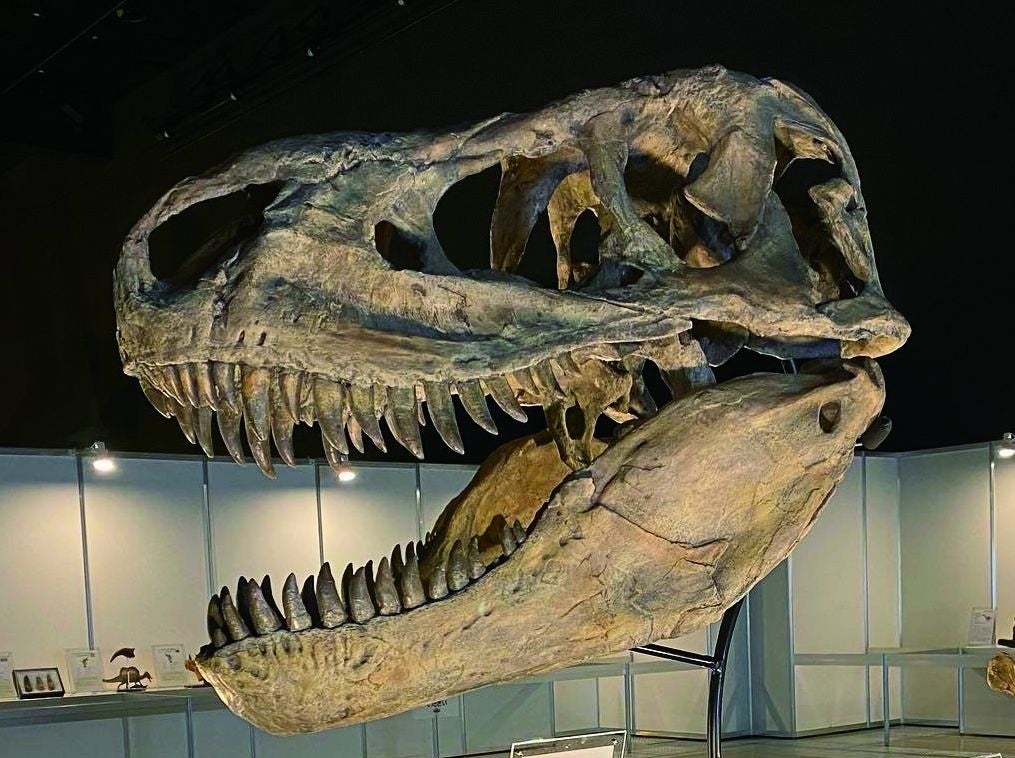 タルボサウルスの頭骨