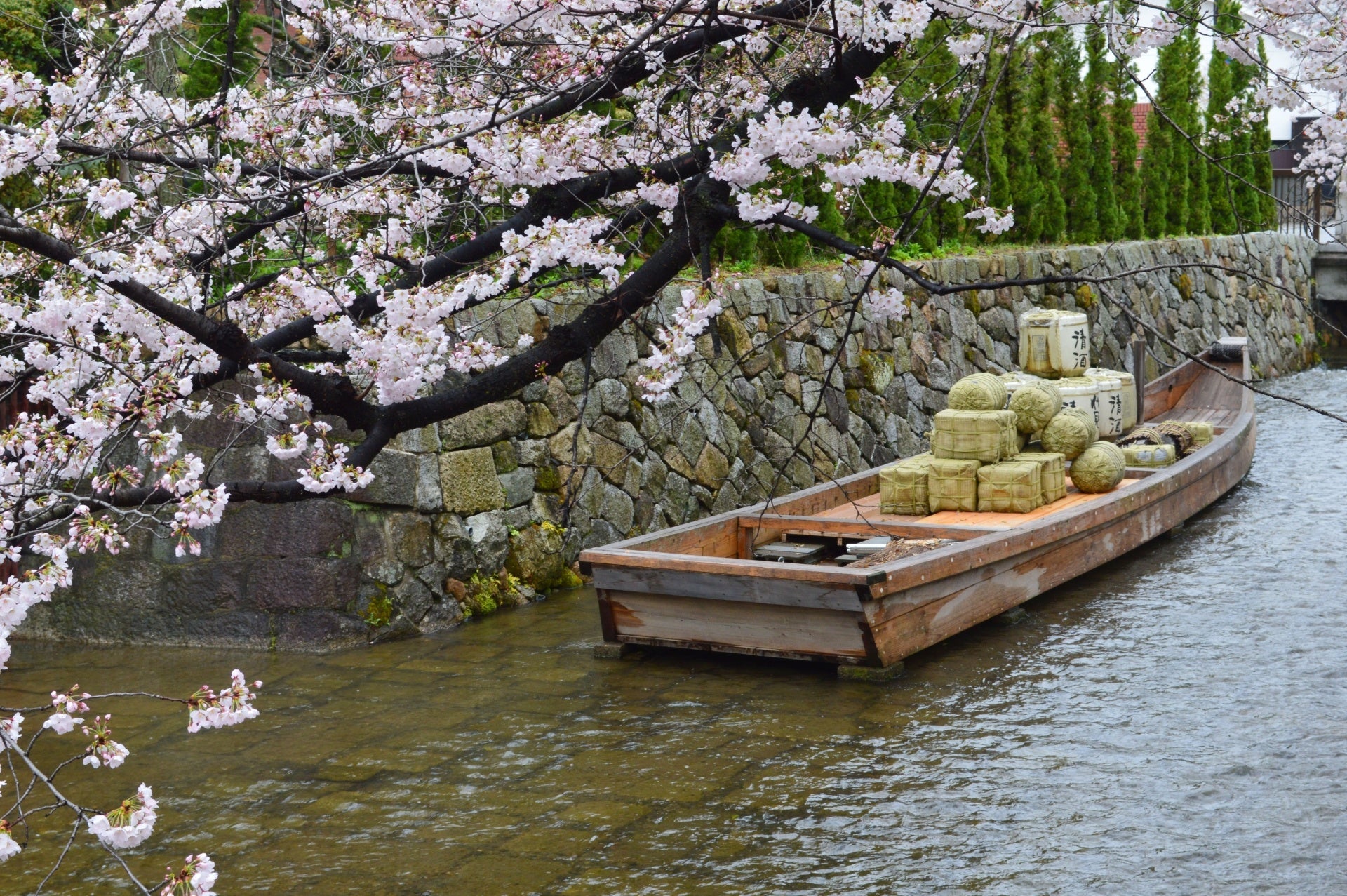 かつては市内に九つあった高瀬川の「船入」　現存するのはここだけ。まもなく桜が満開に