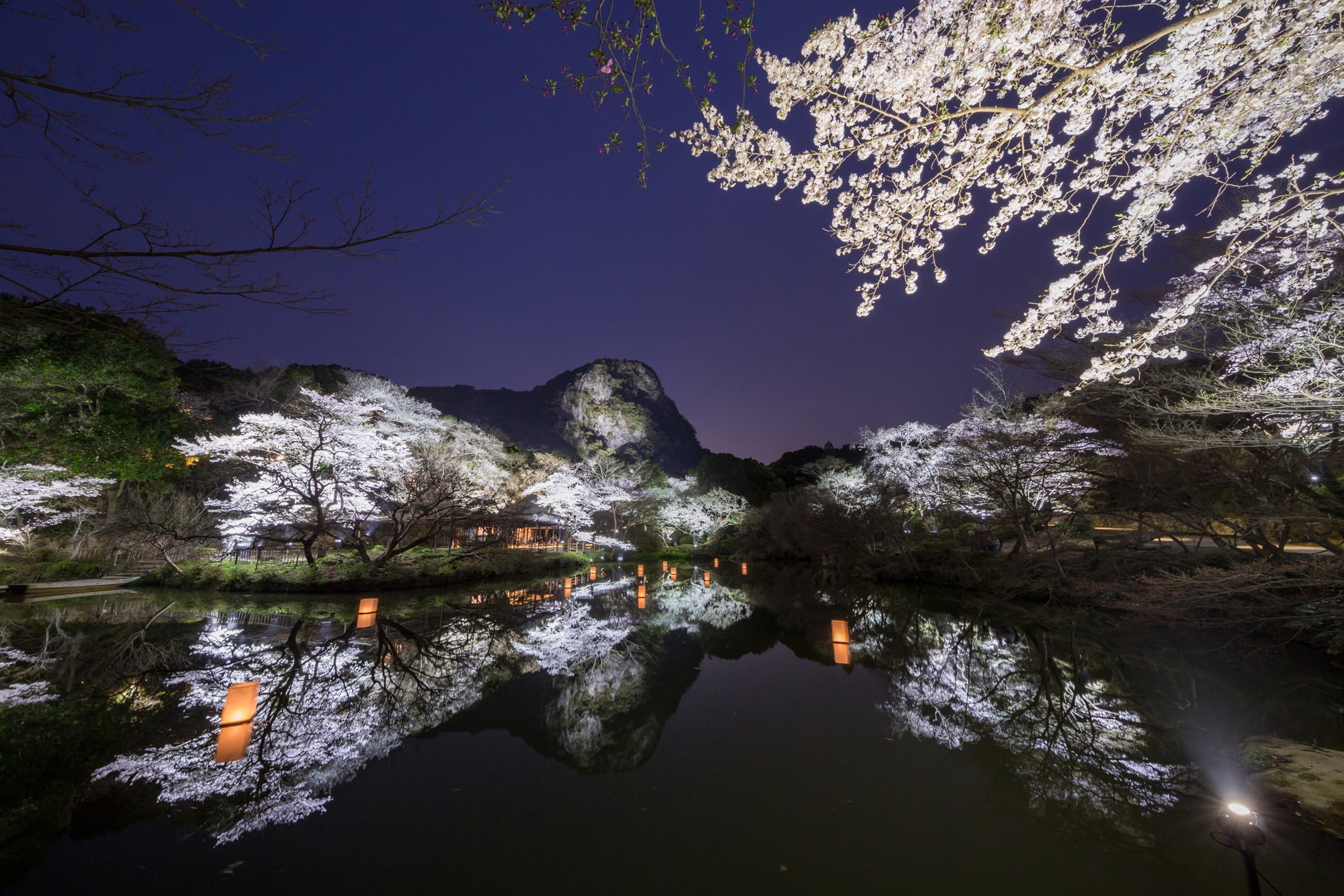 九州最大の桜のライトアップを開催！御船山楽園　花まつり