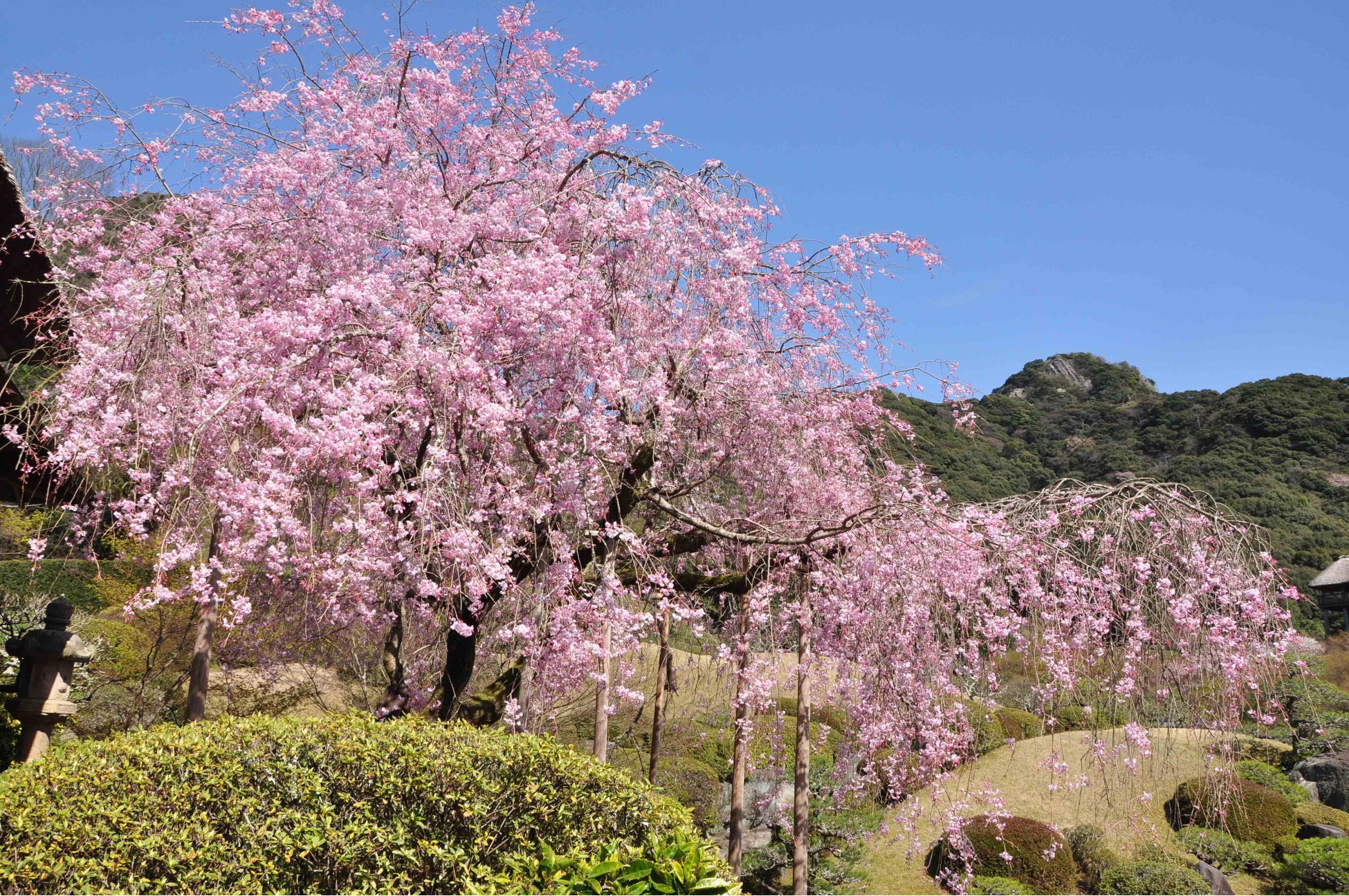 名物の枝垂れ桜 日本庭園慧洲園