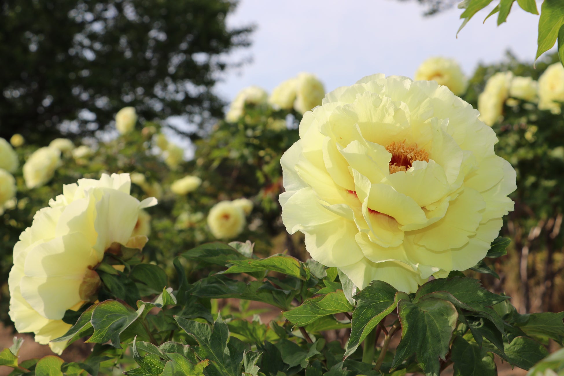 レモンイエローで肉厚な花弁が美しい「王冠（おうかん）」