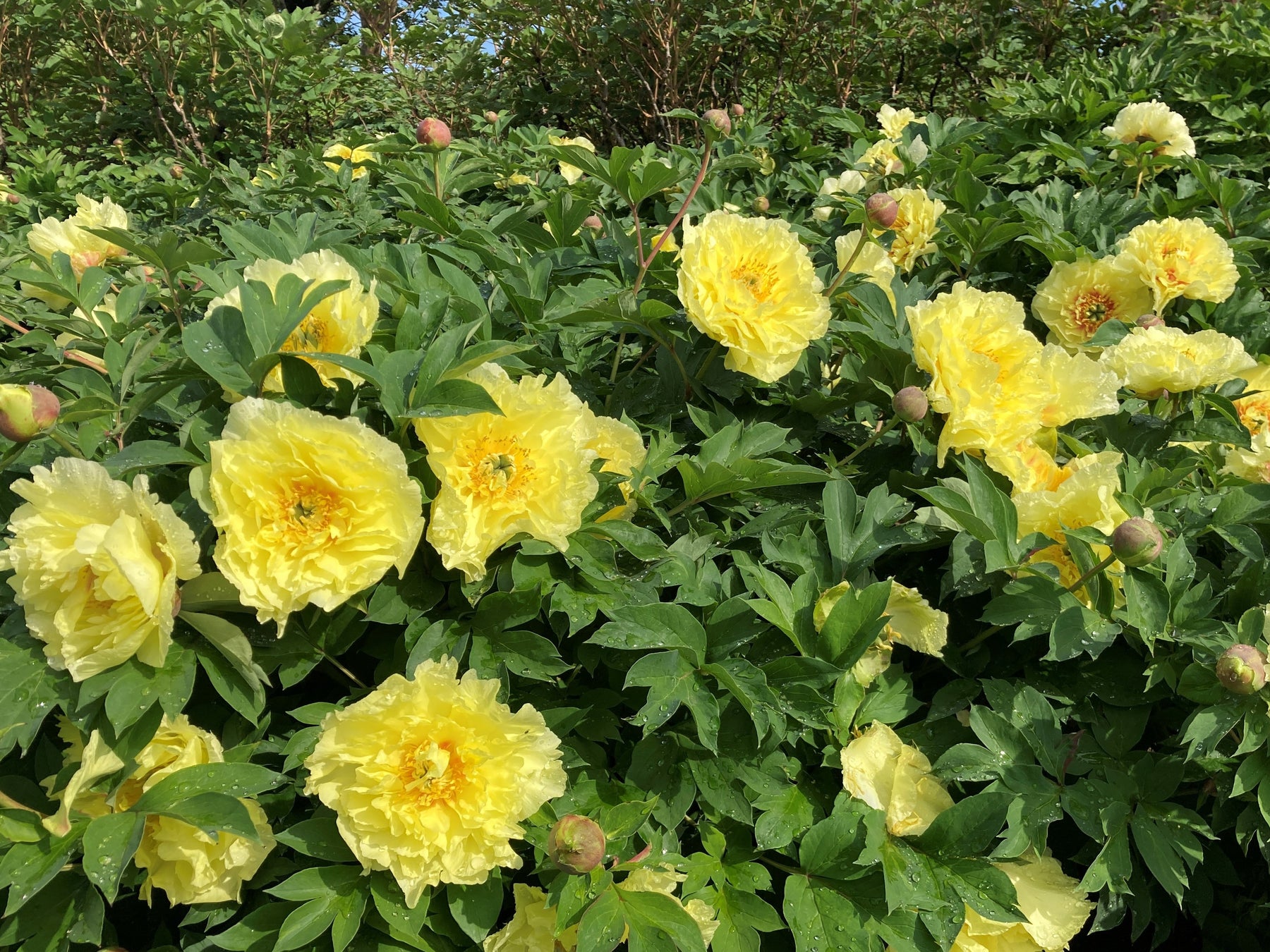 黄色で八重咲きなハイブリッドシャクヤク「オリエンタルゴールド」