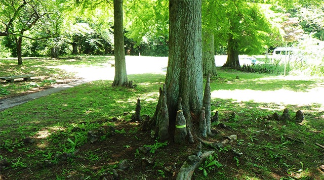 幹の周りに地面から呼吸のための根が突き出る「ラクウショウ」