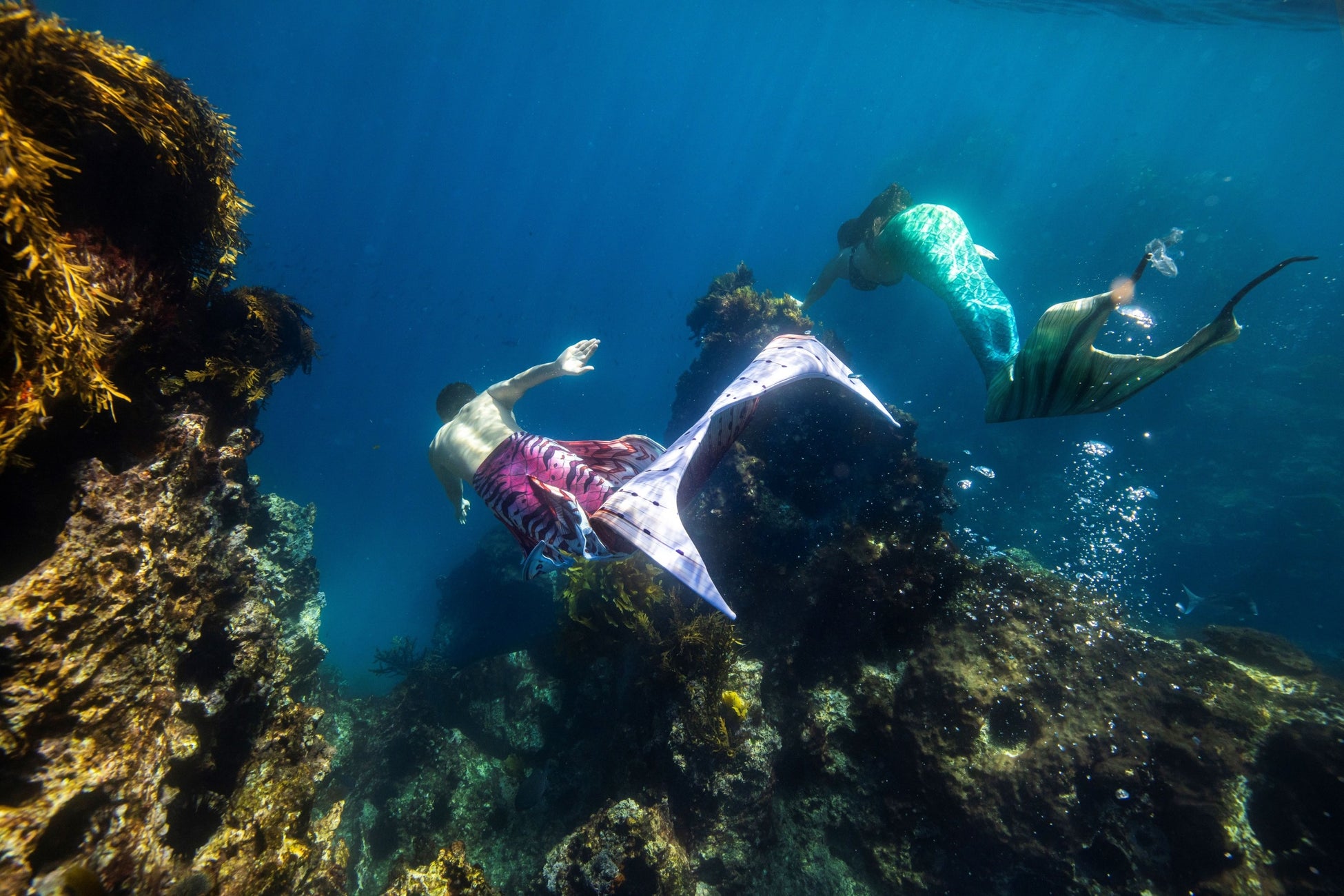 プア―・ナイツ諸島でのマーメイド・ダイビング　© Graeme Murray