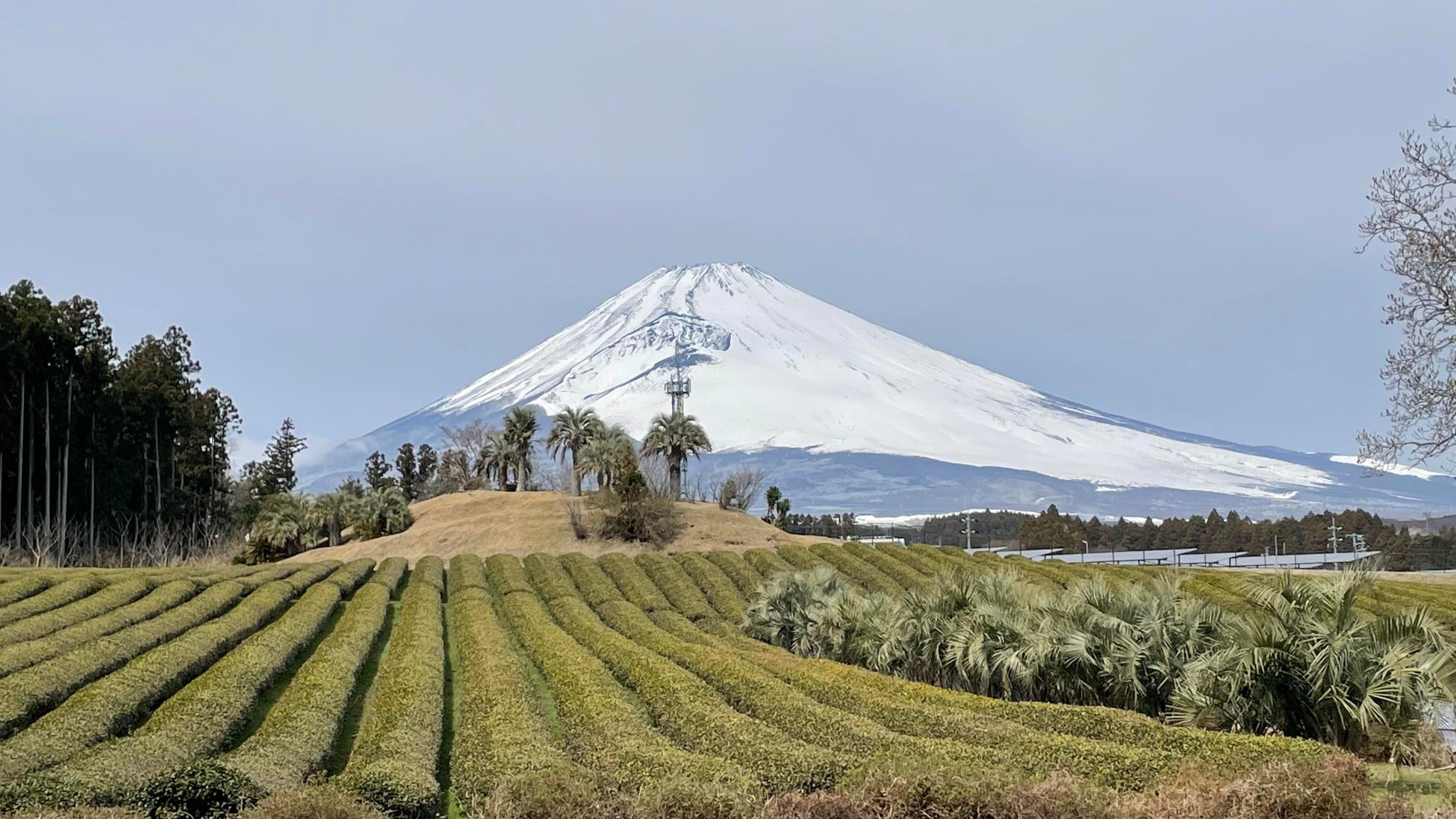 富士山が見える茶畑で育ったお茶