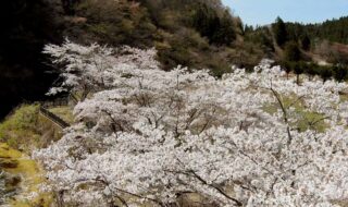 桜の見ごろ