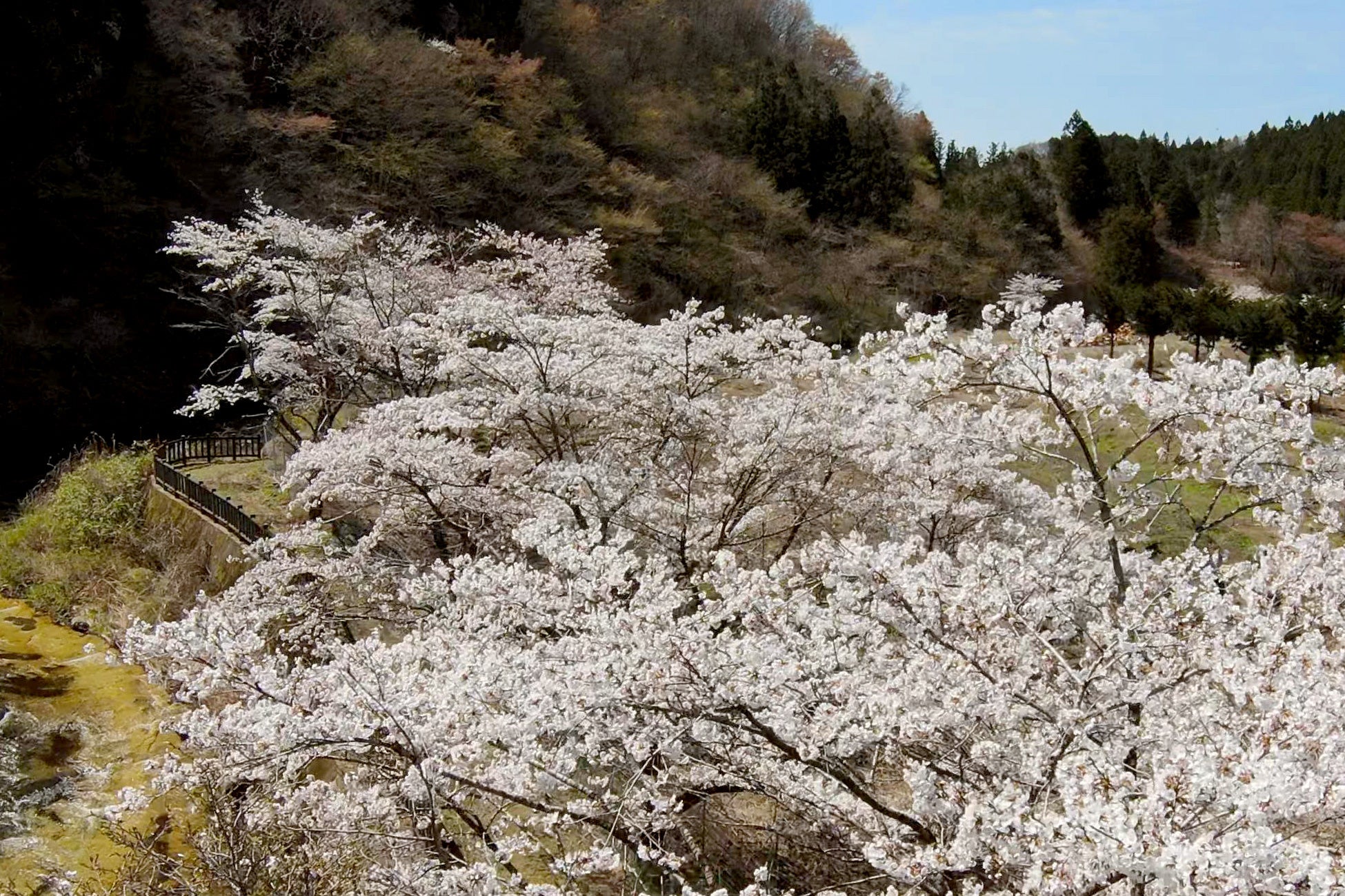 桜の見ごろ