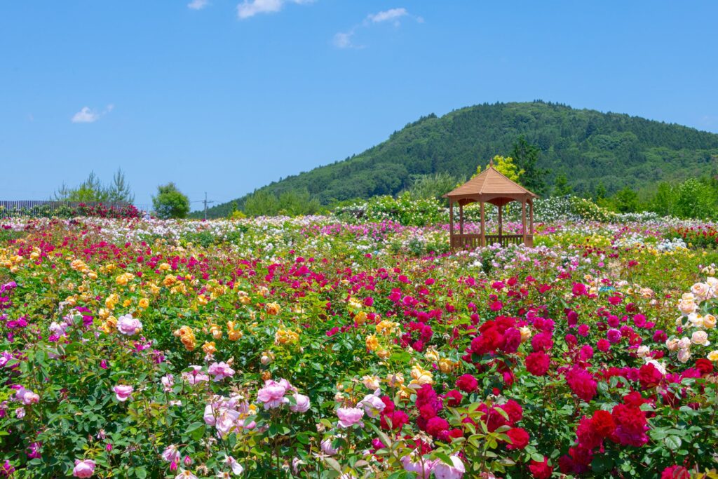 初夏のローズフェスタ