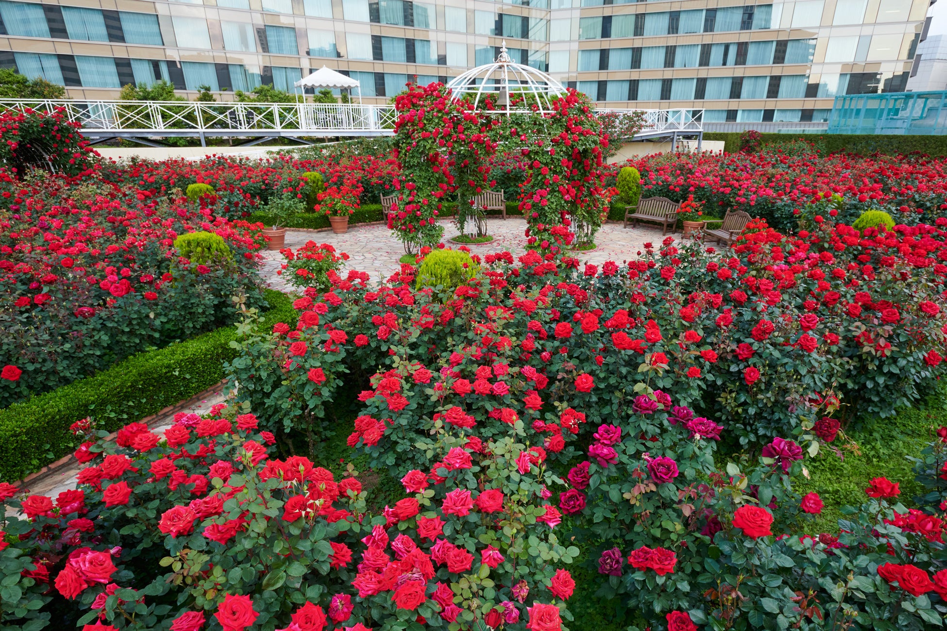 Red Rose Garden