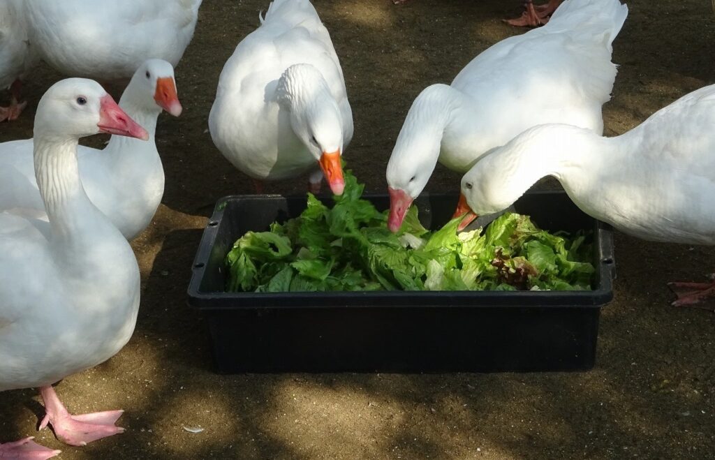 水鳥コーナー　ヨーロッパガチョウ