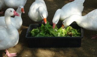 水鳥コーナー　ヨーロッパガチョウ