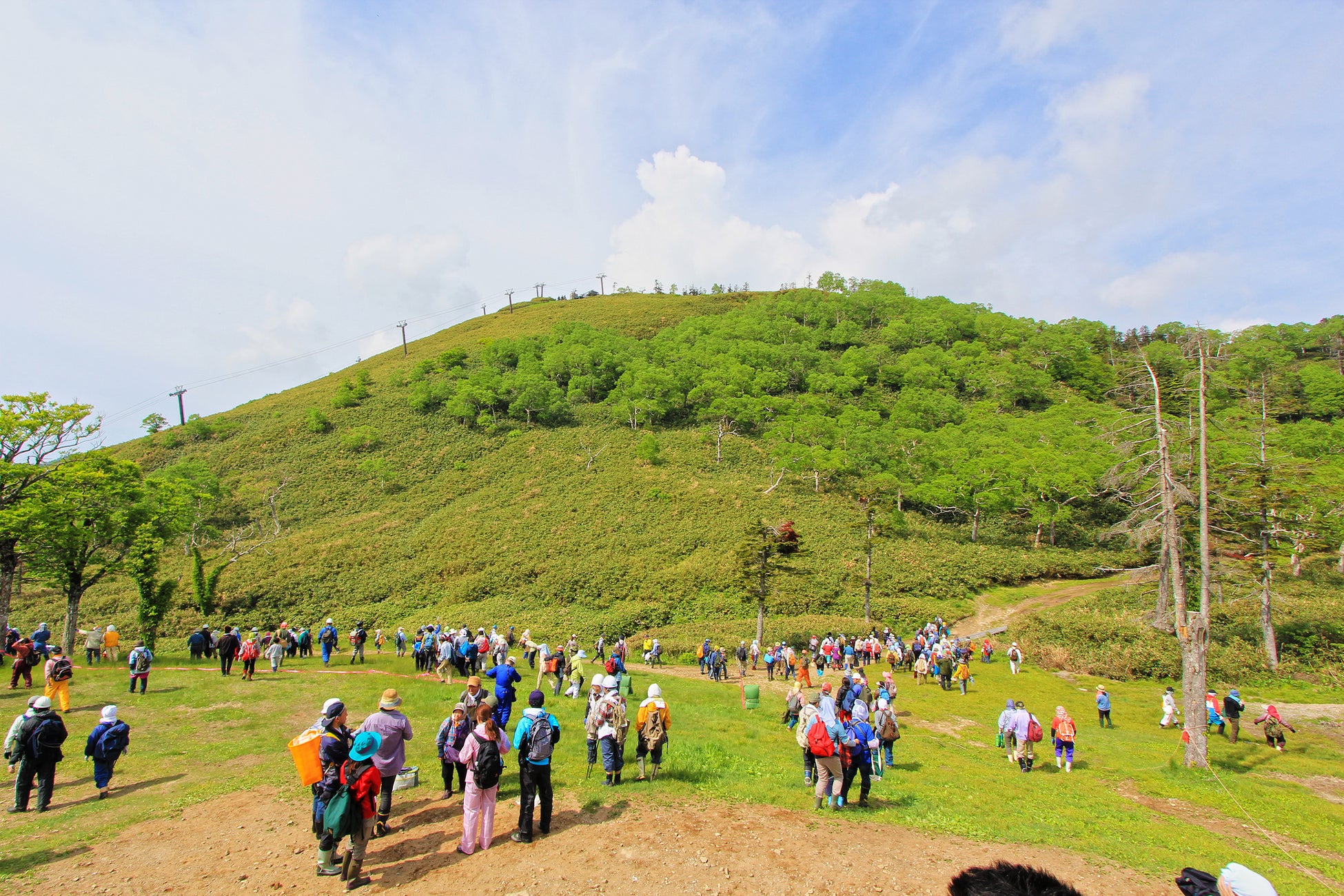 苗場山たけのこ山菜ウイークの様子