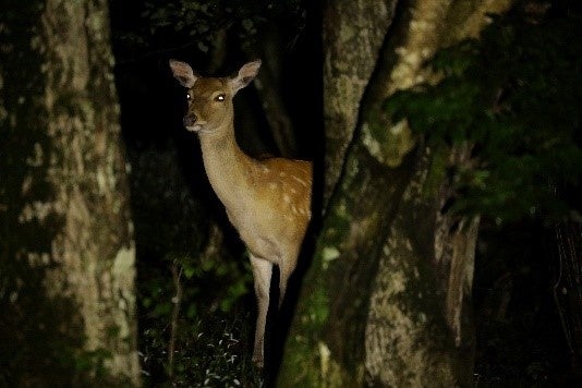 ツアーで遭遇できる野生動物