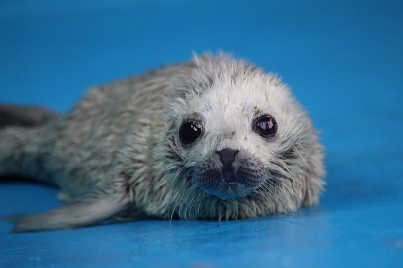 生後1日目のゴマフアザラシの赤ちゃん