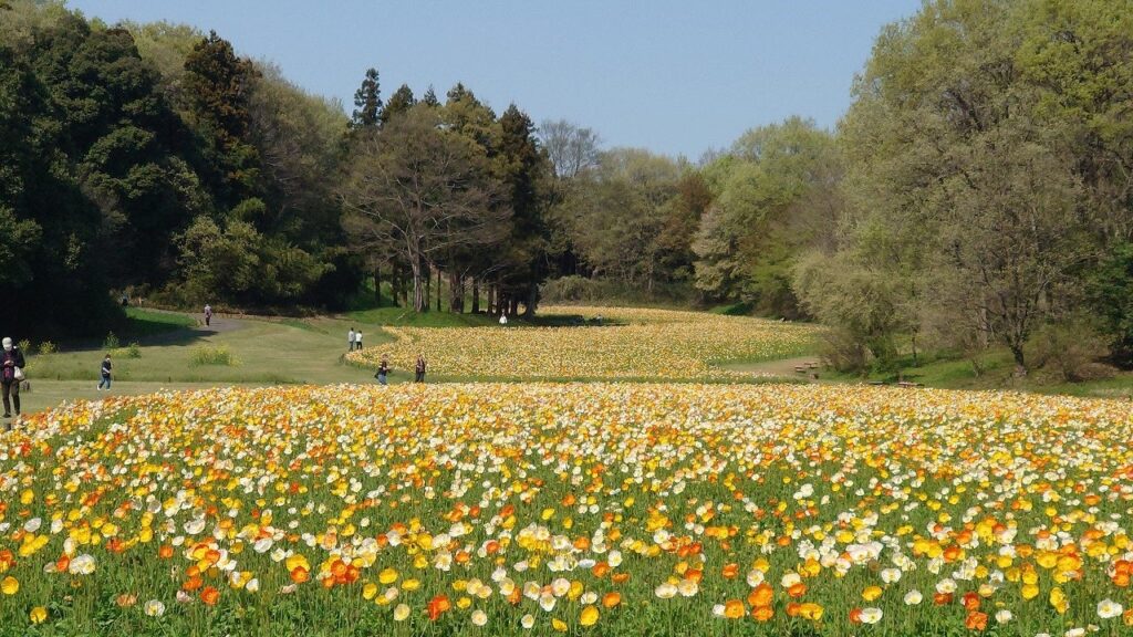 約70万本のアイスランドポピー（国営武蔵丘陵森林公園　運動広場花畑）※2023年4月3日撮影