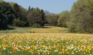 約70万本のアイスランドポピー（国営武蔵丘陵森林公園　運動広場花畑）※2023年4月3日撮影