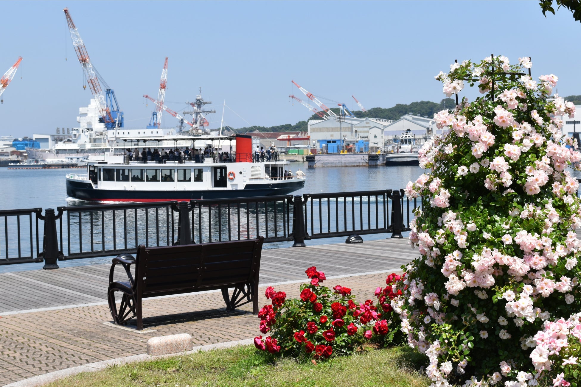 約130種1300株のバラと海と歴史を一度に楽しめる「横須賀市ヴェルニー公園」