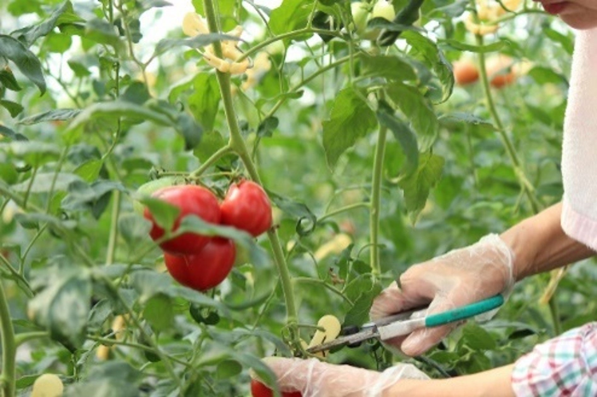 自社農園産サンロードトマトの収穫