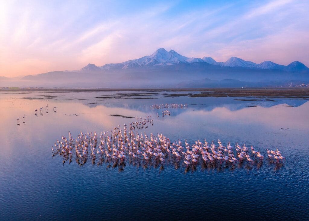 Flamingolar フラミンゴの群れ ©Adem EROĞLU（アーデム・エルオール）