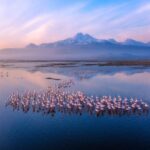 Flamingolar フラミンゴの群れ ©Adem EROĞLU（アーデム・エルオール）