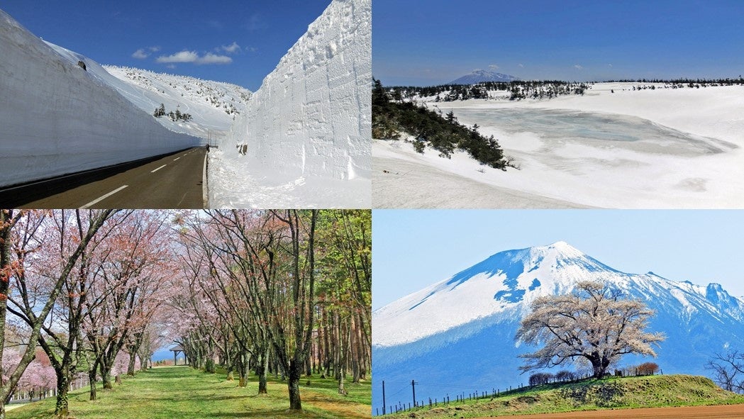 左上　八幡平アスピーテライン「雪の回廊」、右上　早春のガマ沼・雪上ハイキング、左下　県民の森桜並木、右下　為内の一本桜と岩手山