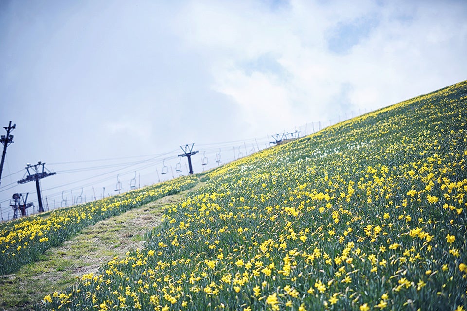 関西最大級約30万球のびわこバレイ蓬莱山頂の斜面に咲き誇るスイセン
