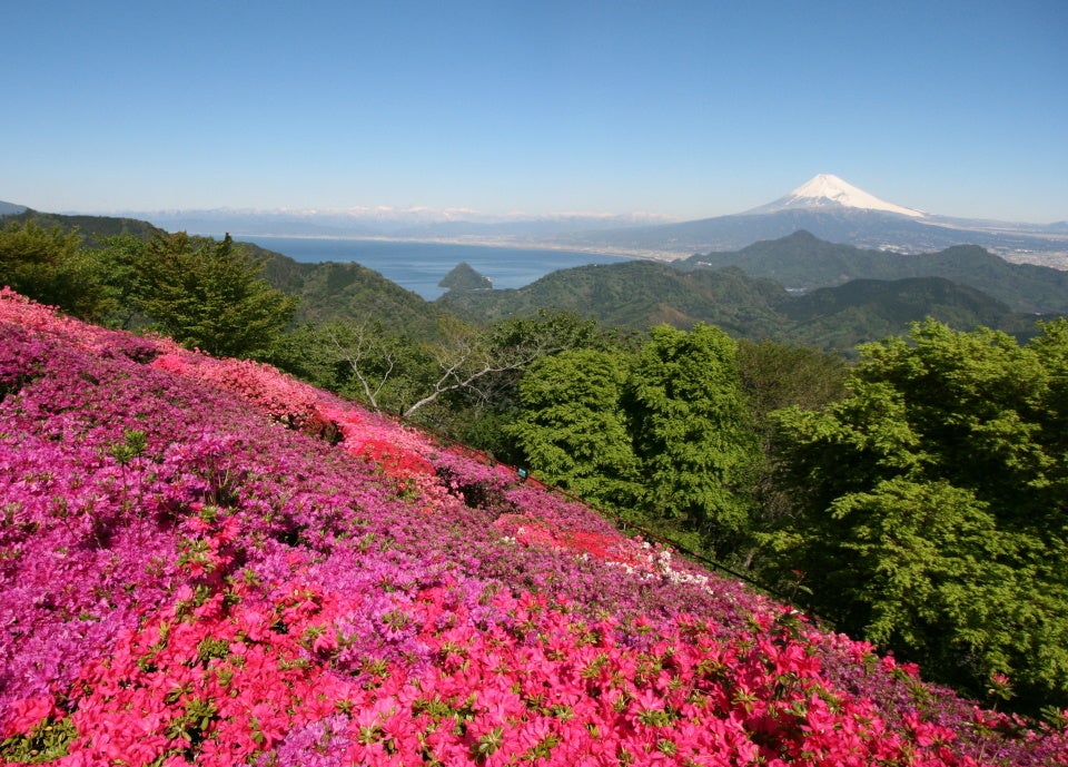 富士山、駿河湾の碧とツツジの鮮やかな赤が織りなす伊豆パノラマパークの眺望
