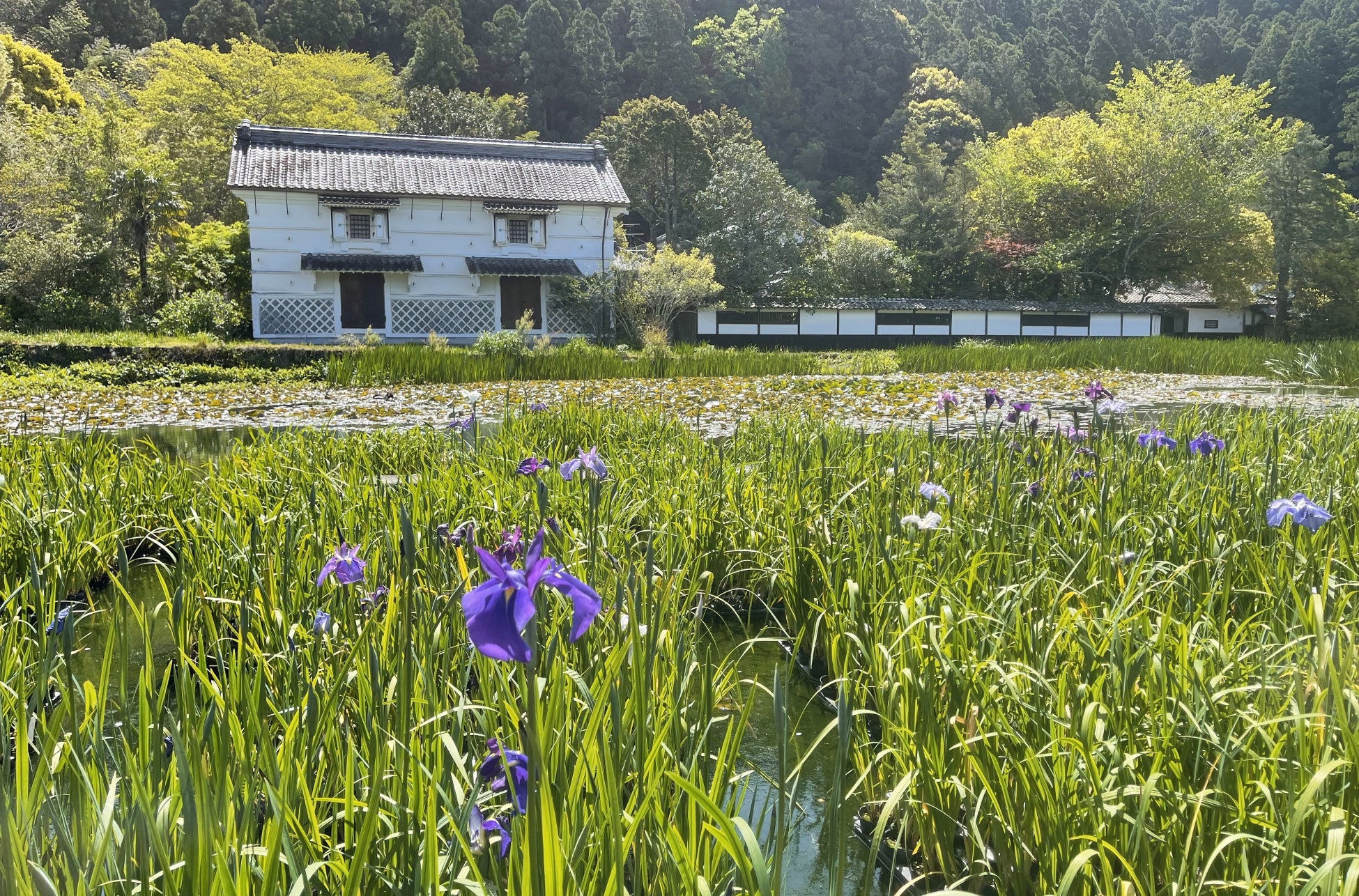 2023年4月17日午前中撮影