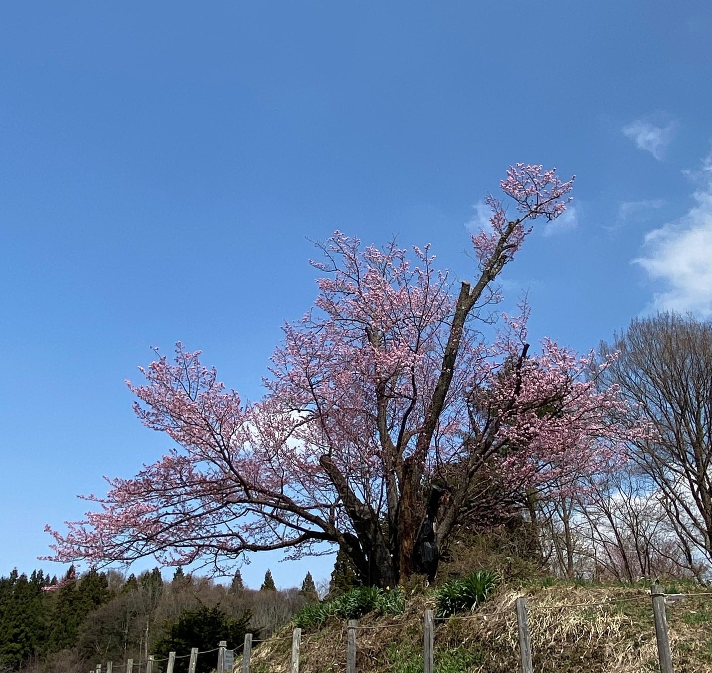 地蔵久保のオオヤマザクラ