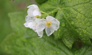 雨の日にはガラス細工のように姿を変える「サンカヨウ」