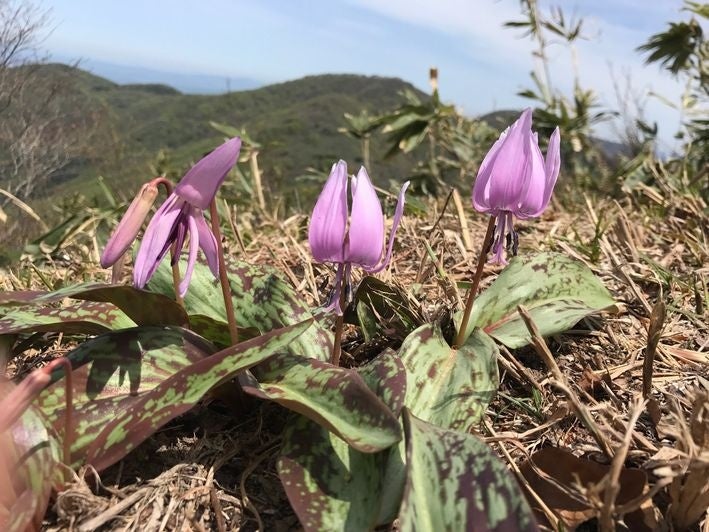 4月下旬に擬宝珠山（ぎぼしやま）の尾根に咲く「カタクリ」の花