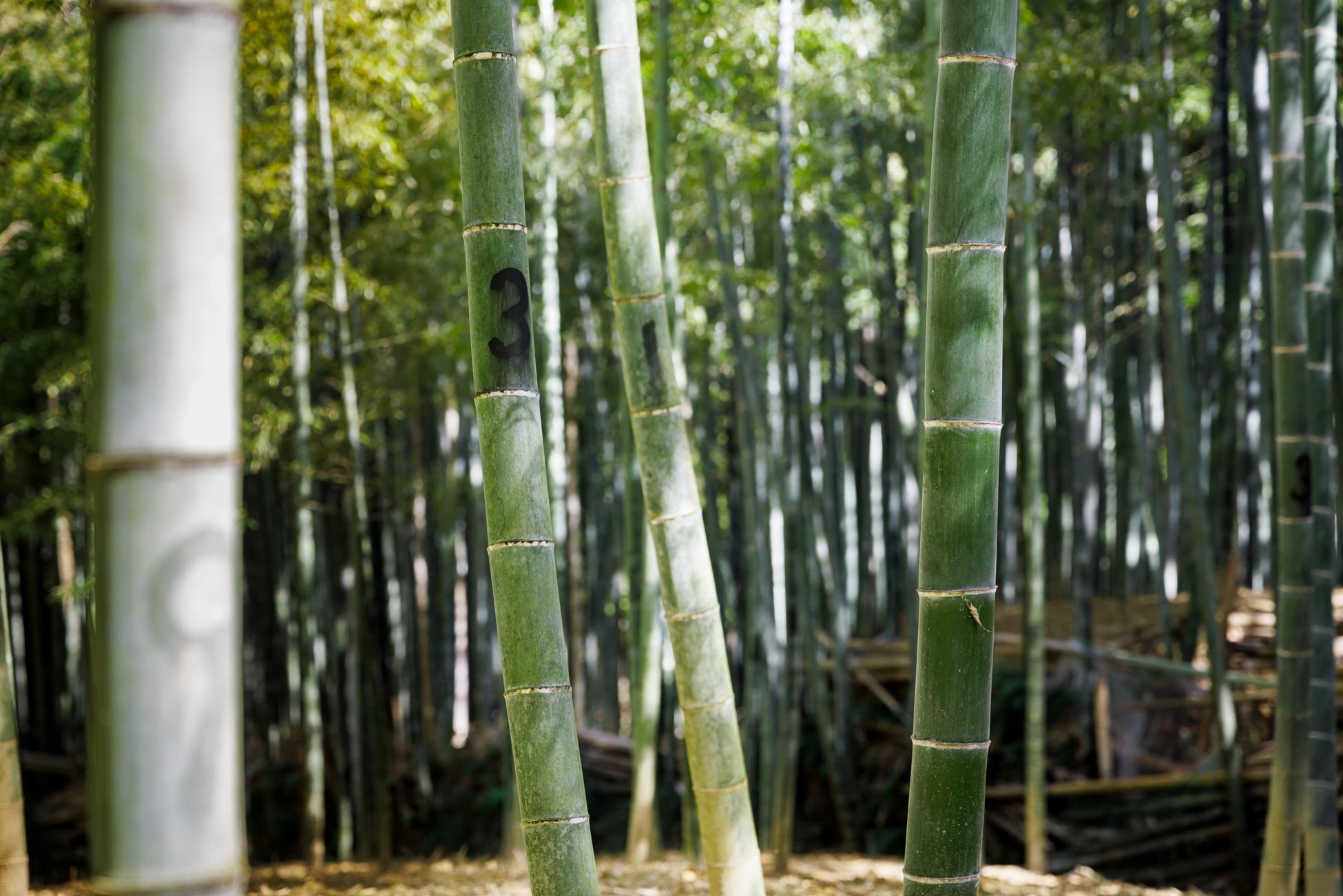「京都義の」の竹林。竹に記された数字にも意味があります。