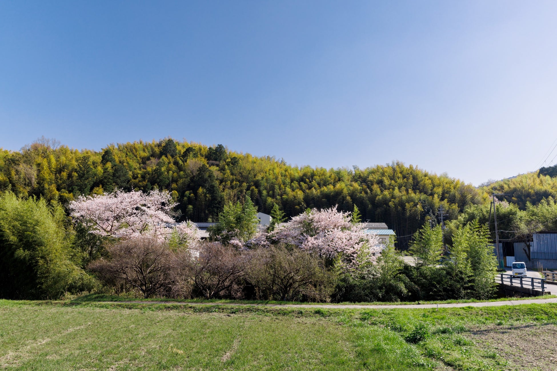 京たけのこの名産地として知られる京都市・大原野。