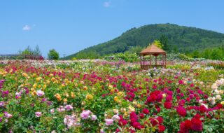 色とりどりに咲く初夏のローズフェスタ