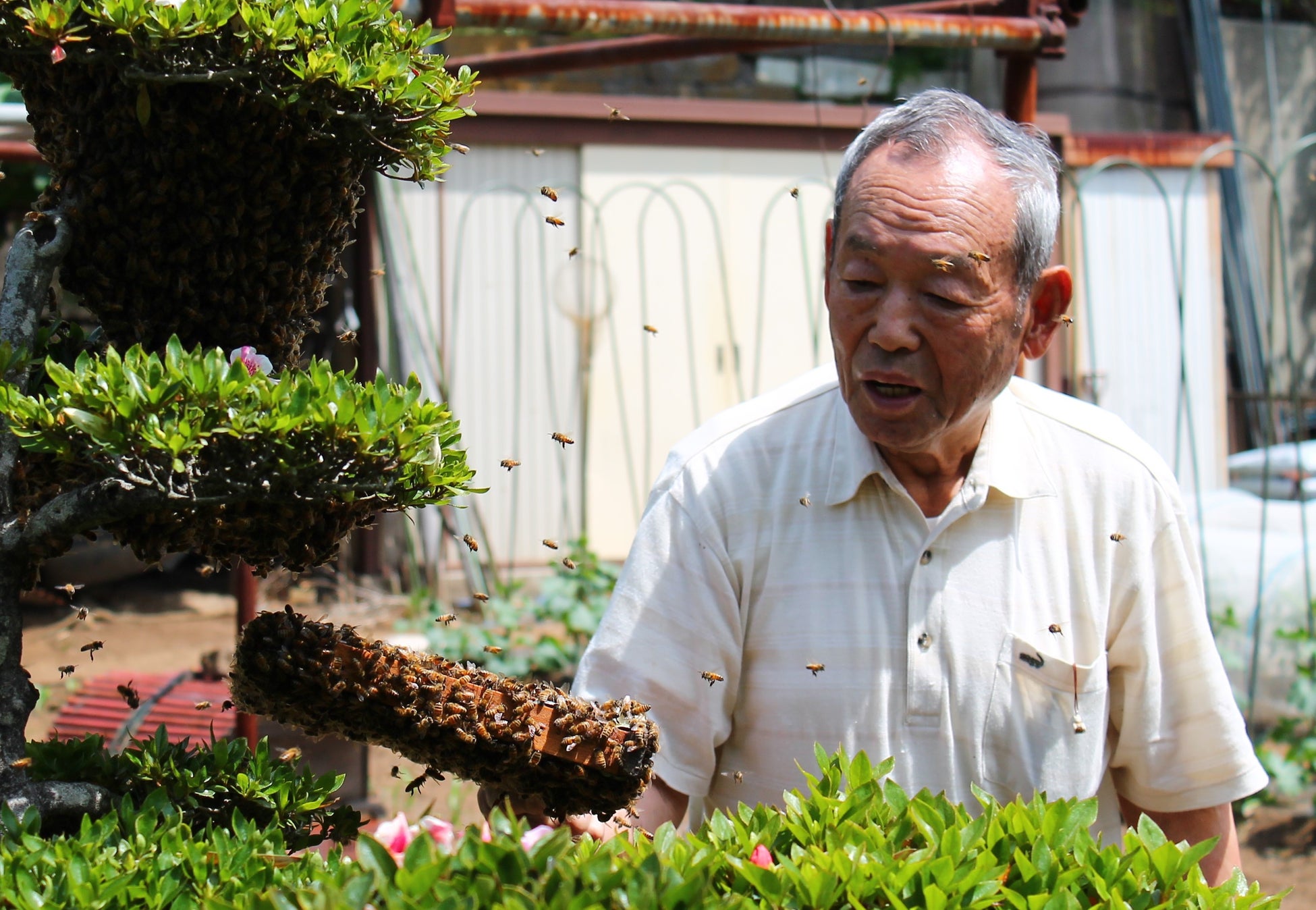 川崎市の養蜂家「木嶌さん」の作る蜂蜜