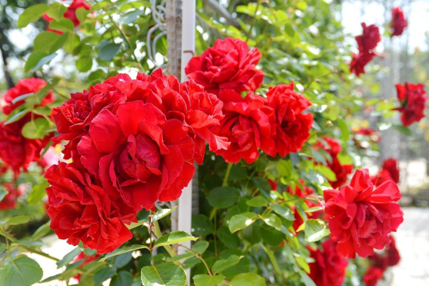 大きな紅色の花が圧巻なつるバラ「ダイナマイト」