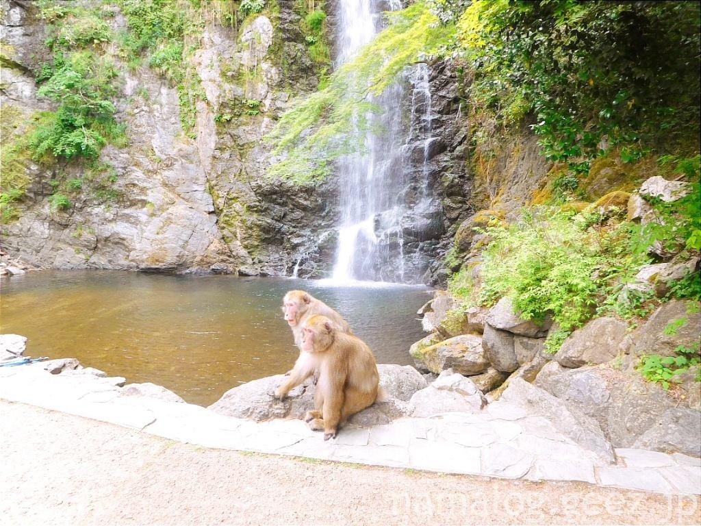 箕面のサル