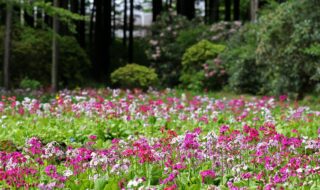 富士花鳥園のクリンソウ