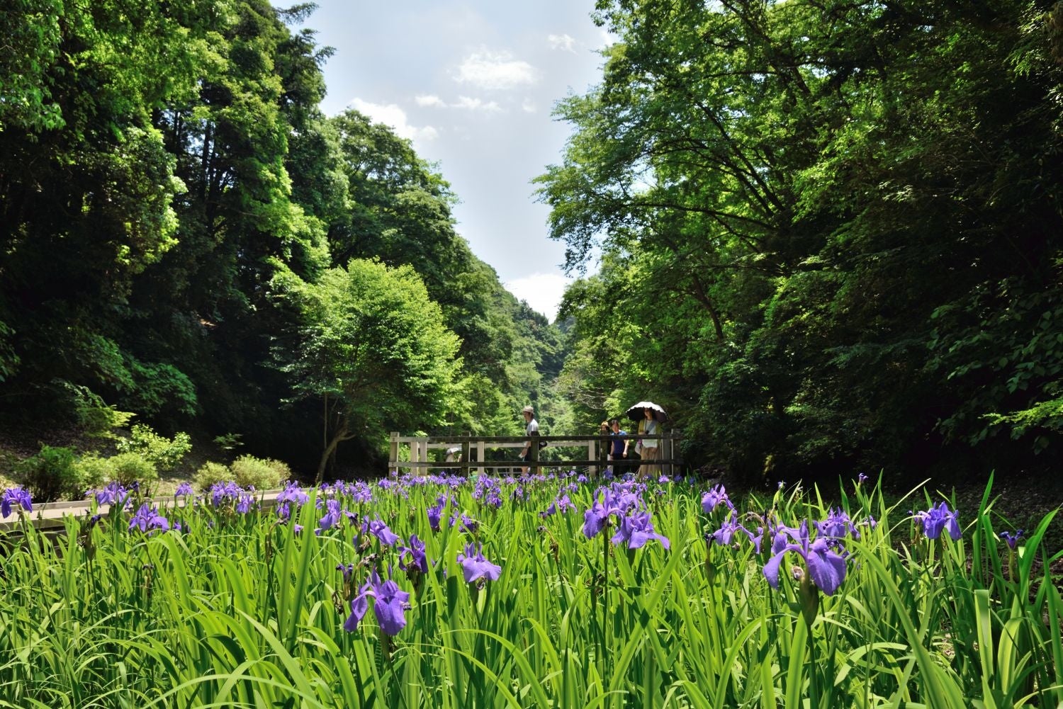 写真：清水渓流広場／提供：千葉県君津市