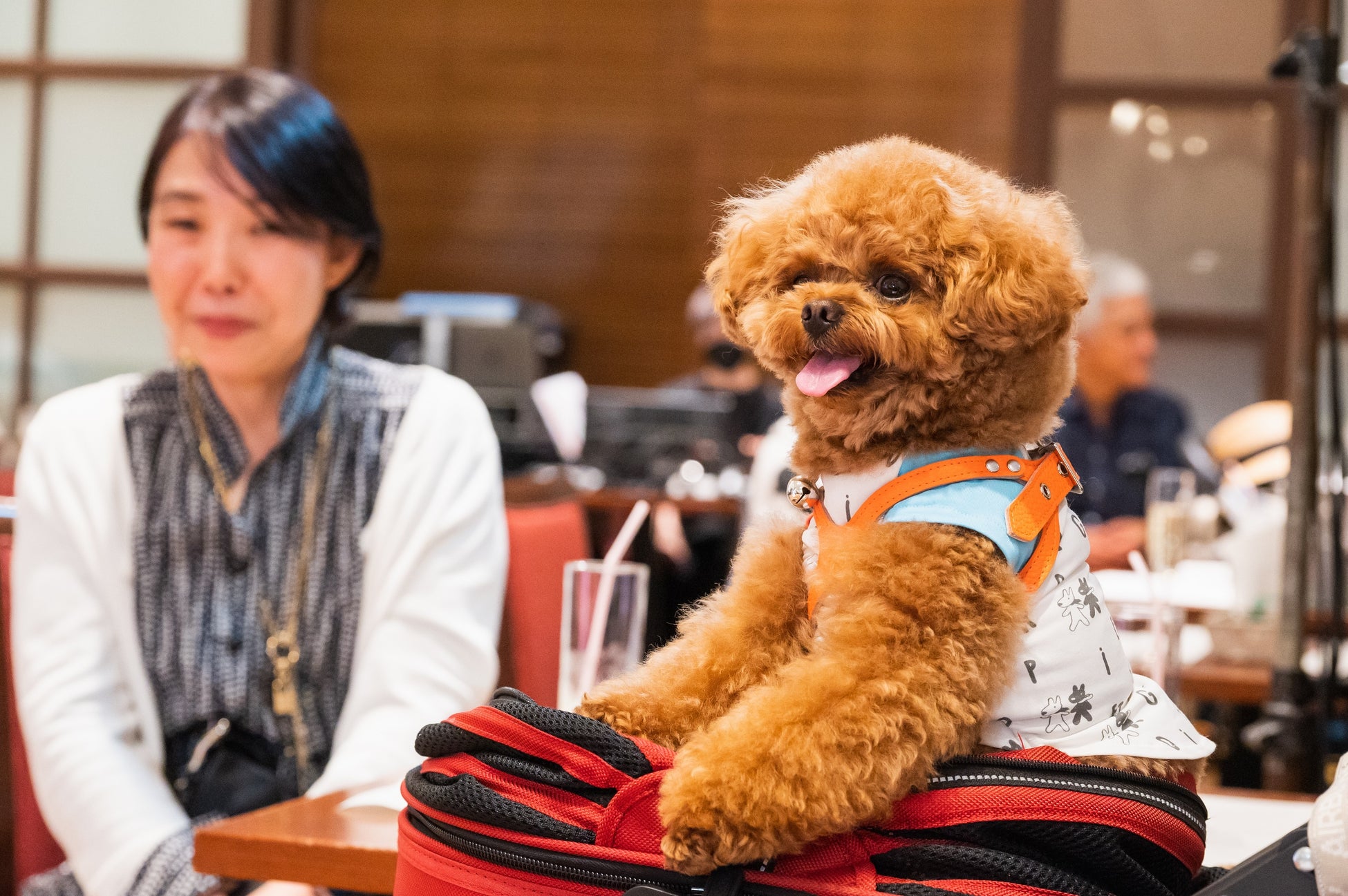 沢山のワンちゃんたちも参加して、イベントを楽しみます