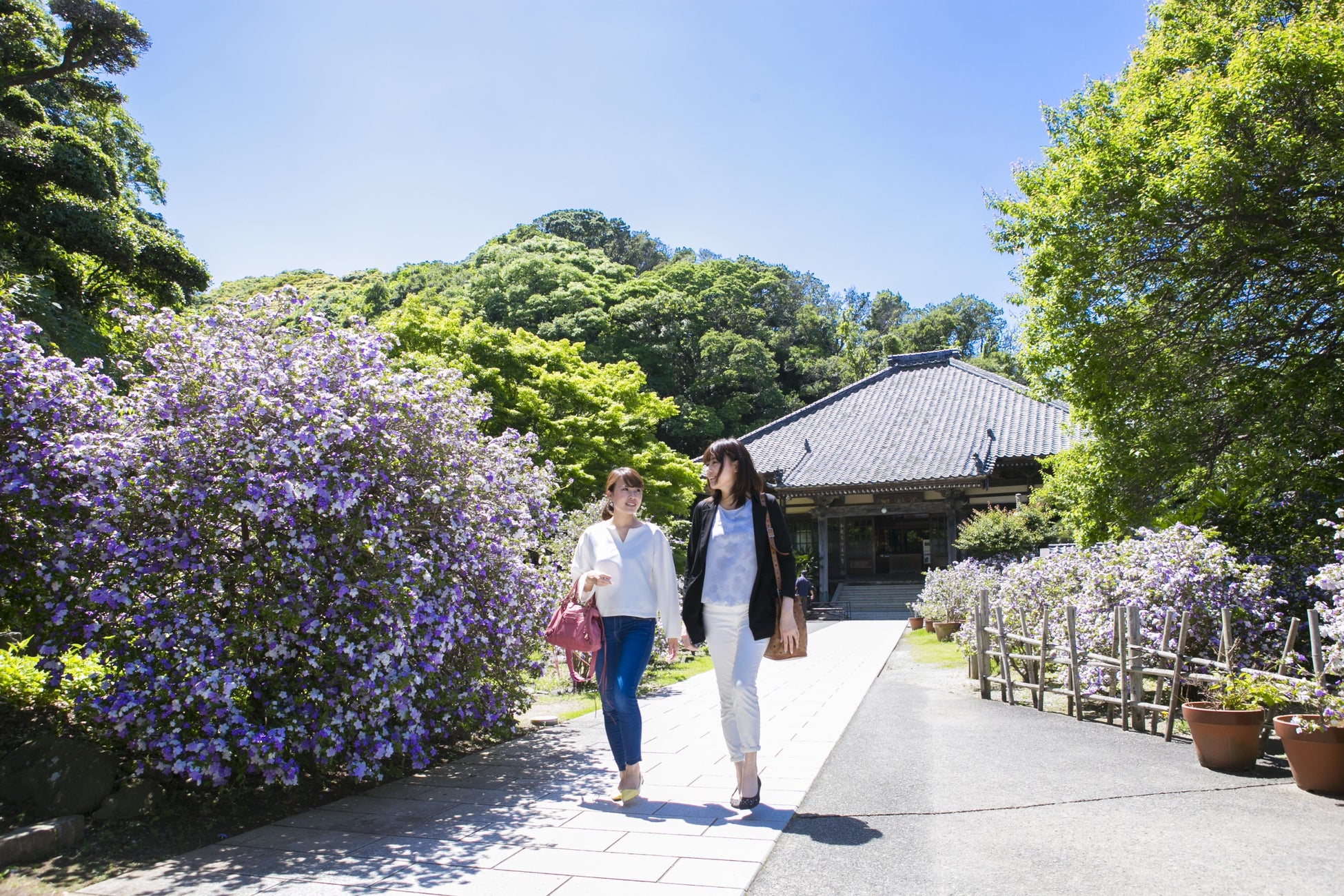 アメリカジャスミンが咲き誇る了仙寺は別名「ジャスミン寺」とも