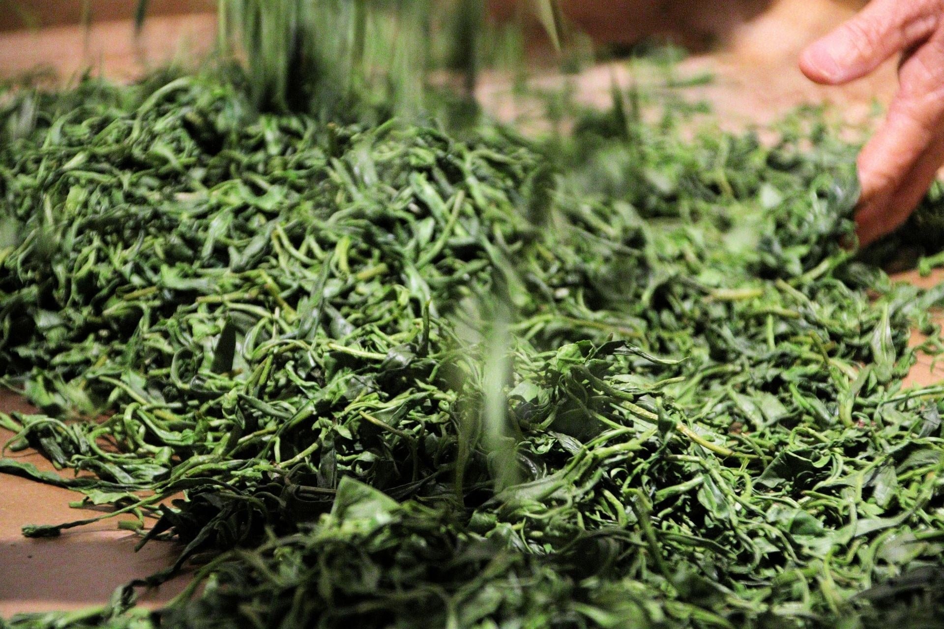 静岡県は、全国の茶園面積の約40％を占めるお茶どころです