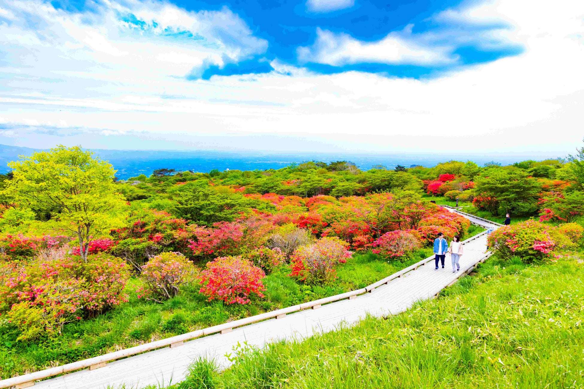 八幡つつじ園地内には散策路が整備されています