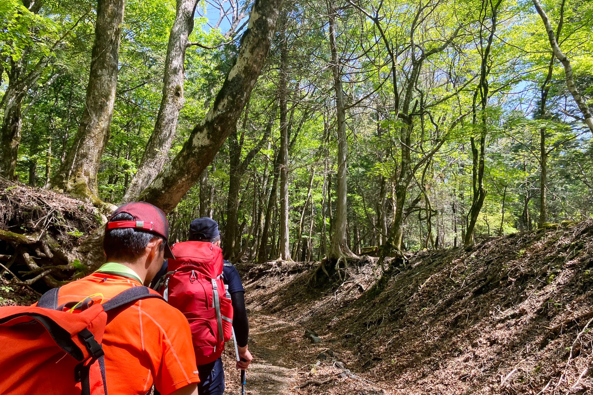 緑あふれる登山道が魅力