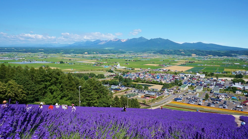 北星山ラベンダー園