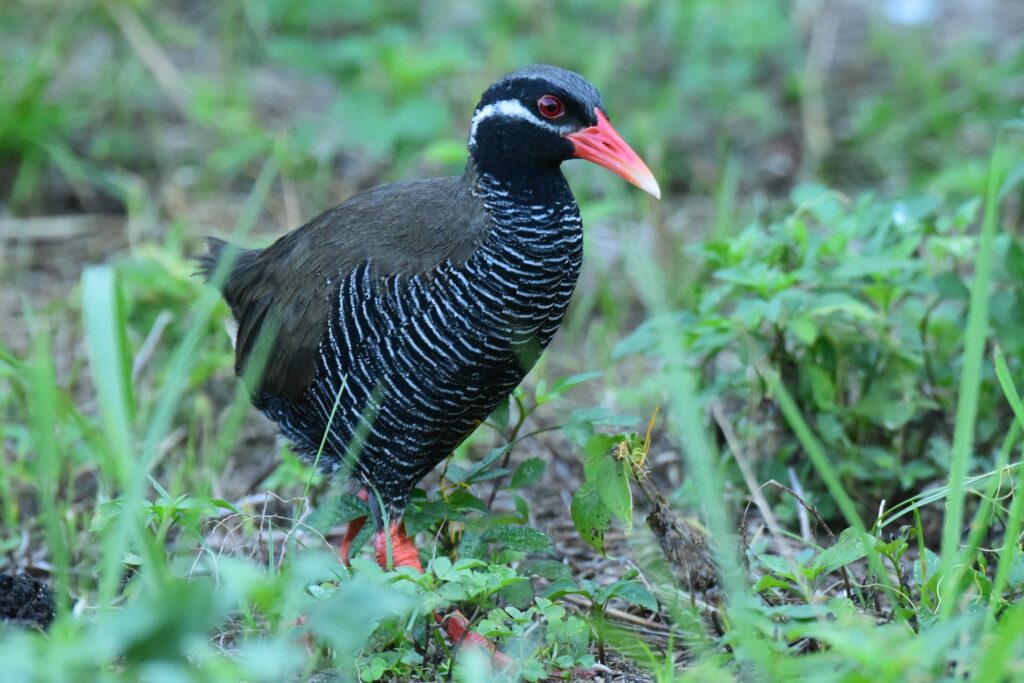 ヤンバルクイナ（沖縄県北部）