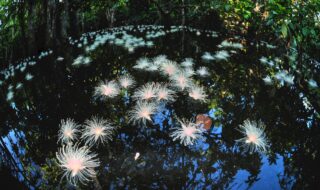 水面に浮かぶサガリバナ