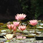 花影の池に咲く耐寒性スイレン