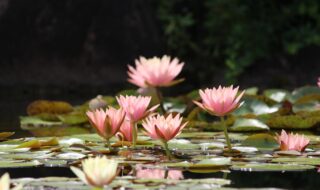 花影の池に咲く耐寒性スイレン