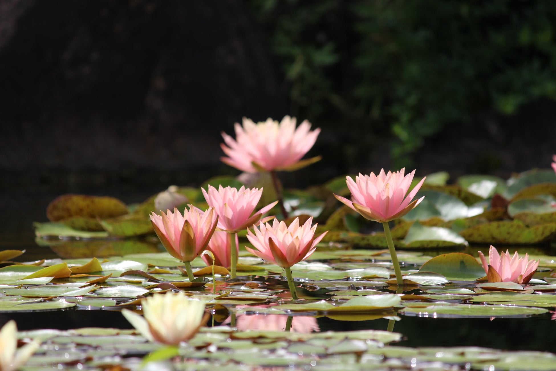 花影の池に咲く耐寒性スイレン